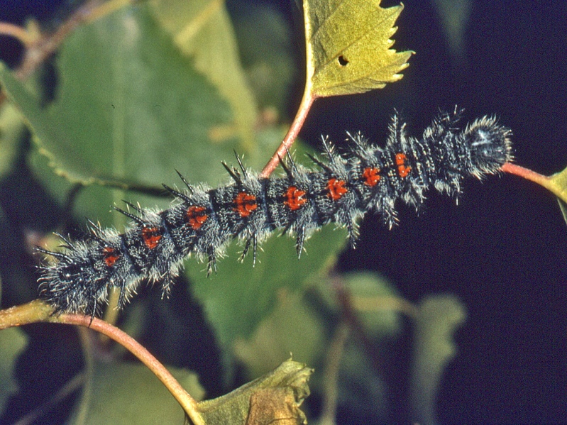 Bruco di Nymphalis antiopa